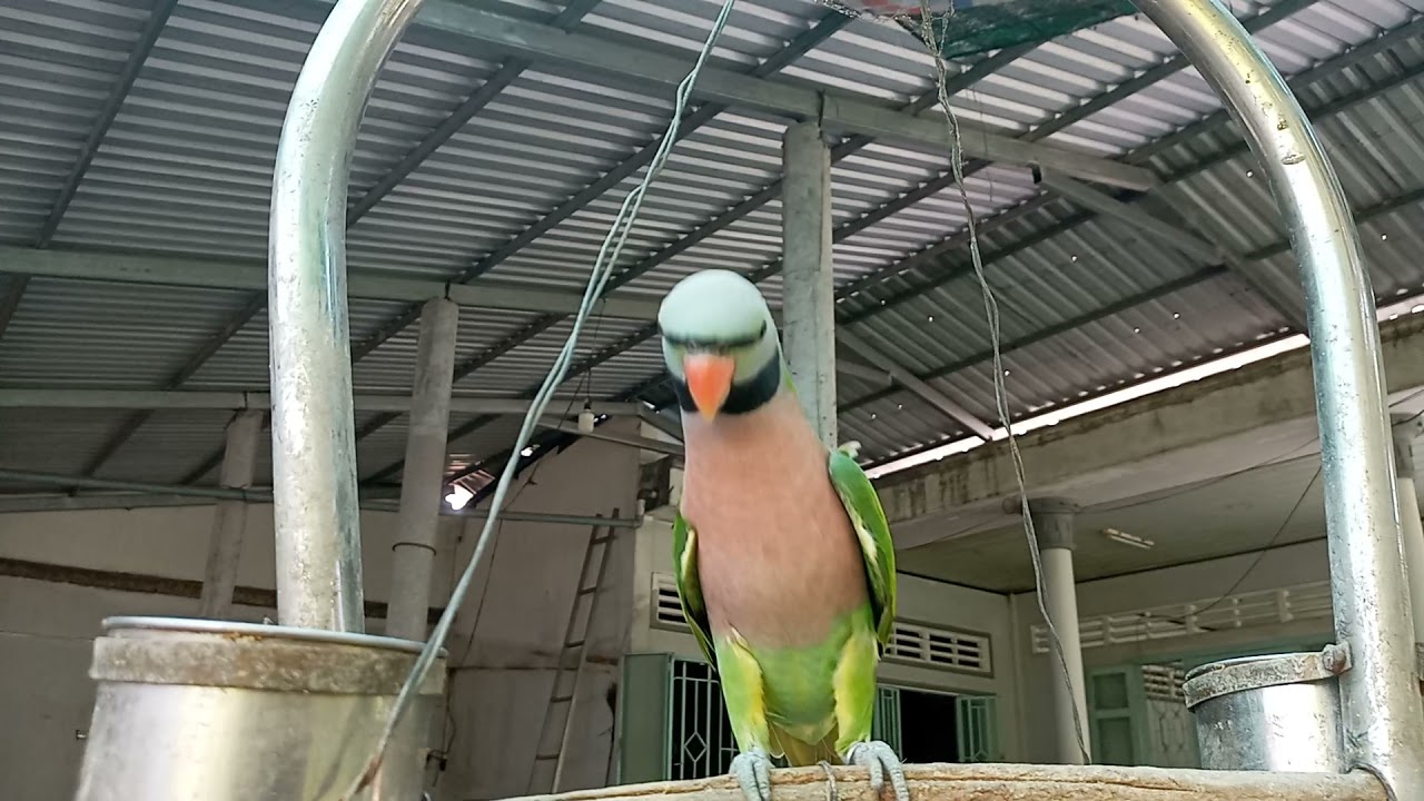 vẹt n&oacute;i chuyện