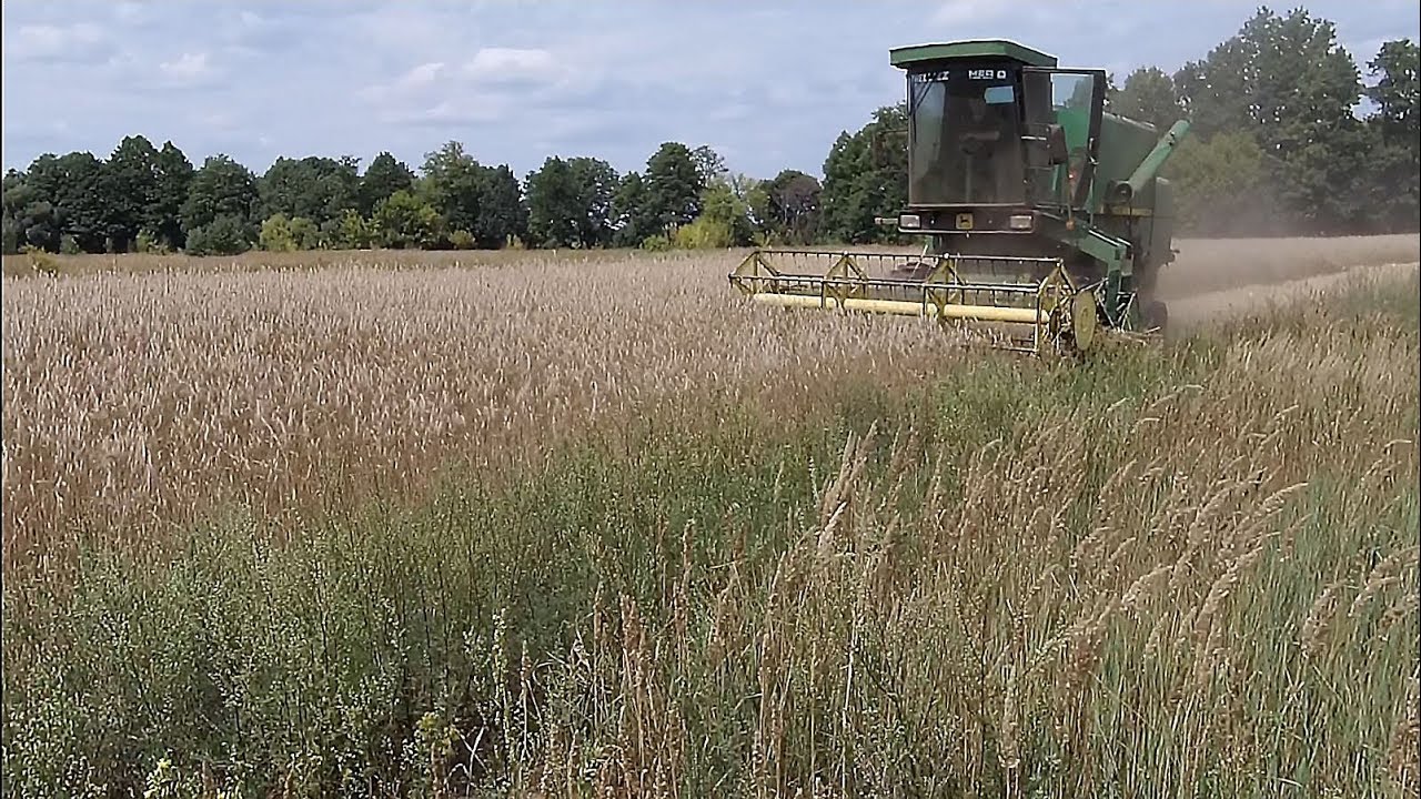 Уборка озимой ржи (2019).