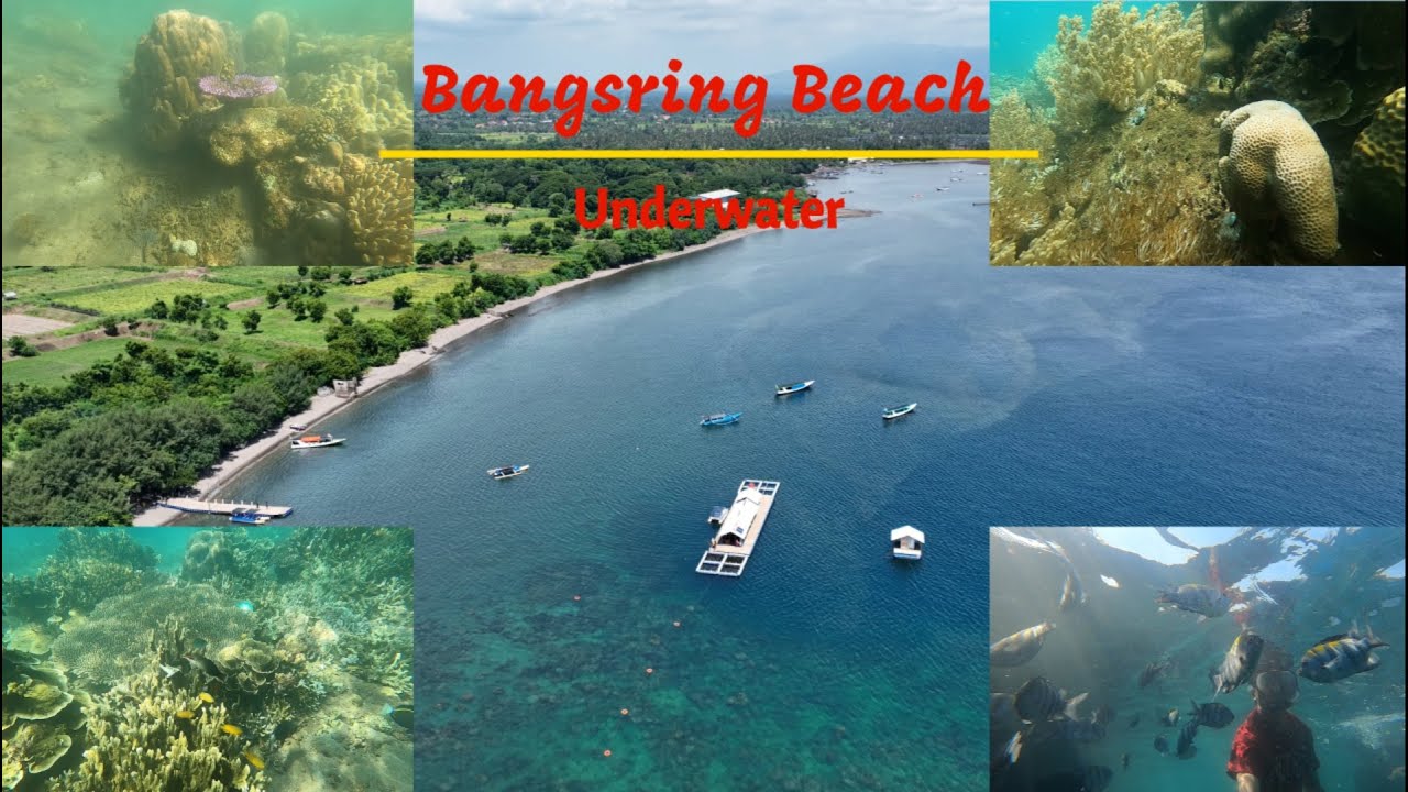 Underwater Pantai Bangsring Banyuwangi (Kondisi Terbaru Underwater  Pantai Bangsring)