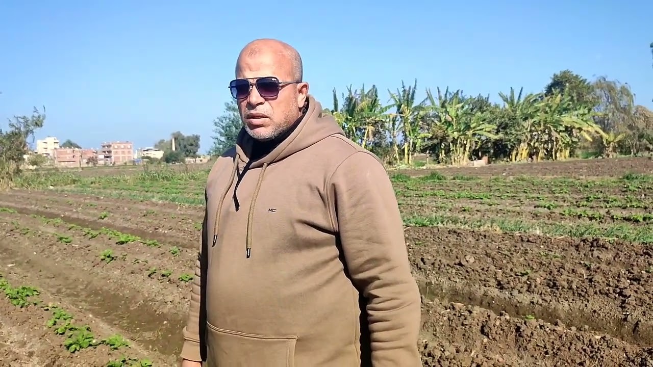 زراعة البطاطس عمر 39 يوم 2025