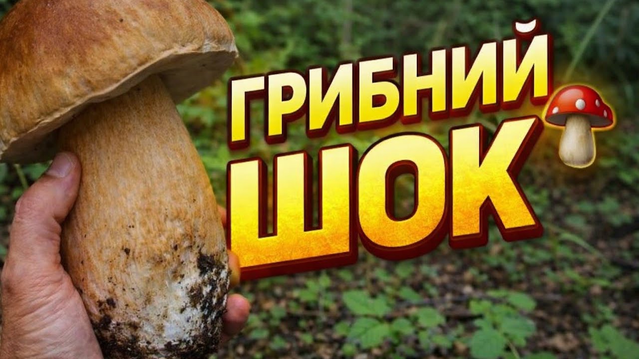 Масово пішли білі гриби 🍄 Грибний шок у лісі