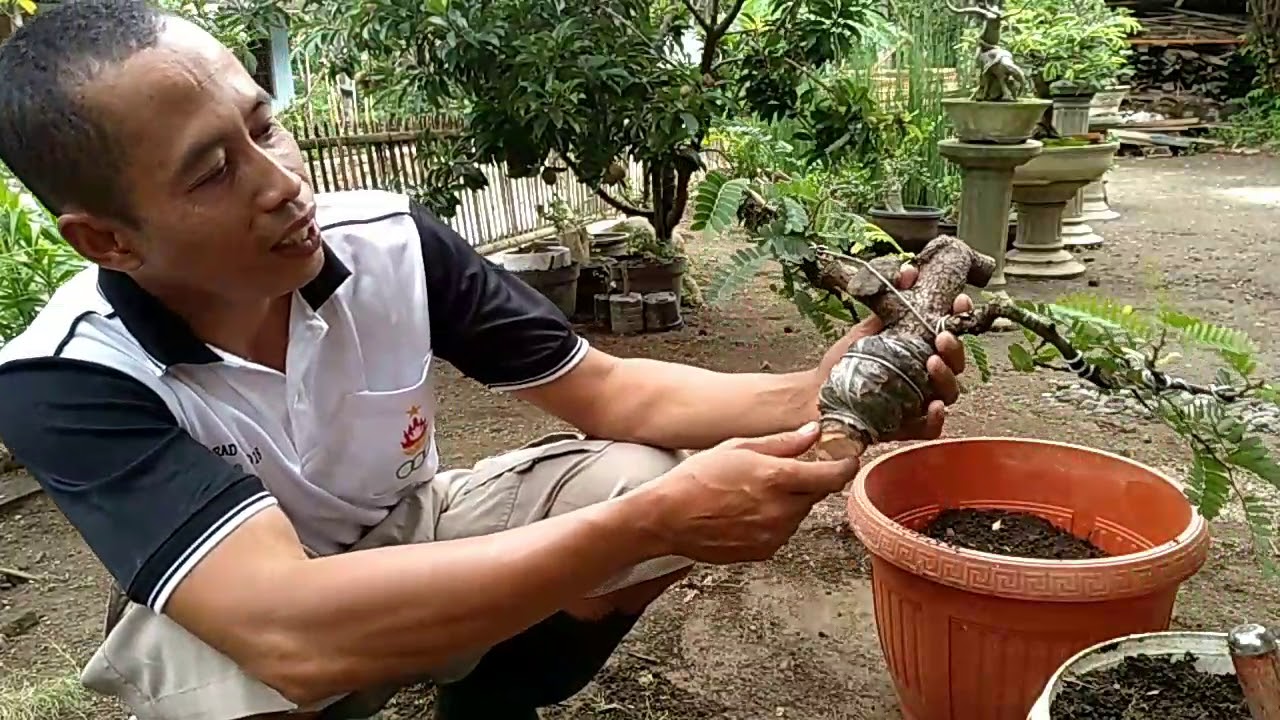 Panen Cangkok Asem Jawa dan Progam Di atas batu