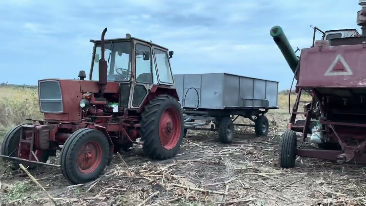 Тяжкі жнива соняшника.