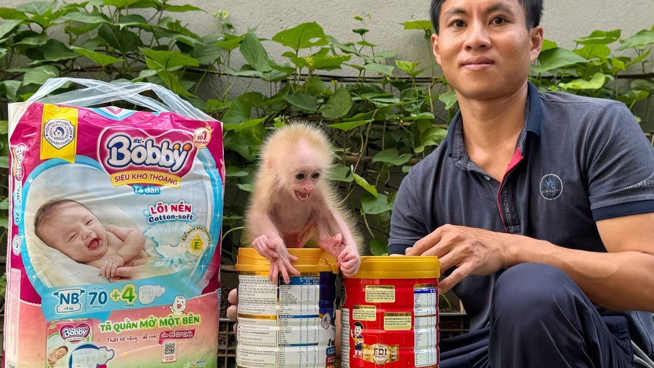 Dad Takes Care of Baby Monkey's Every Meal and Sleep – Like a Real Father
