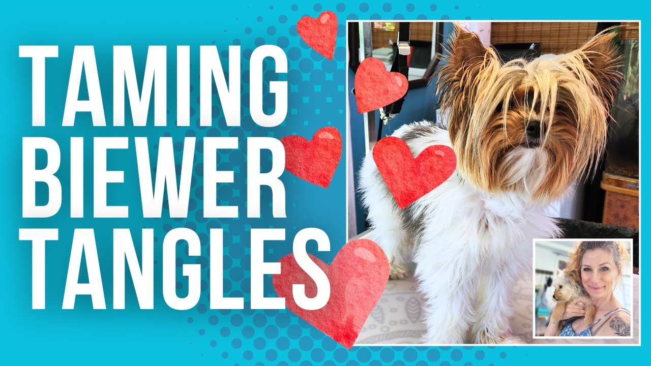 Grooming a Biewer Yorkie - Knots, Mats and Detangling Tips