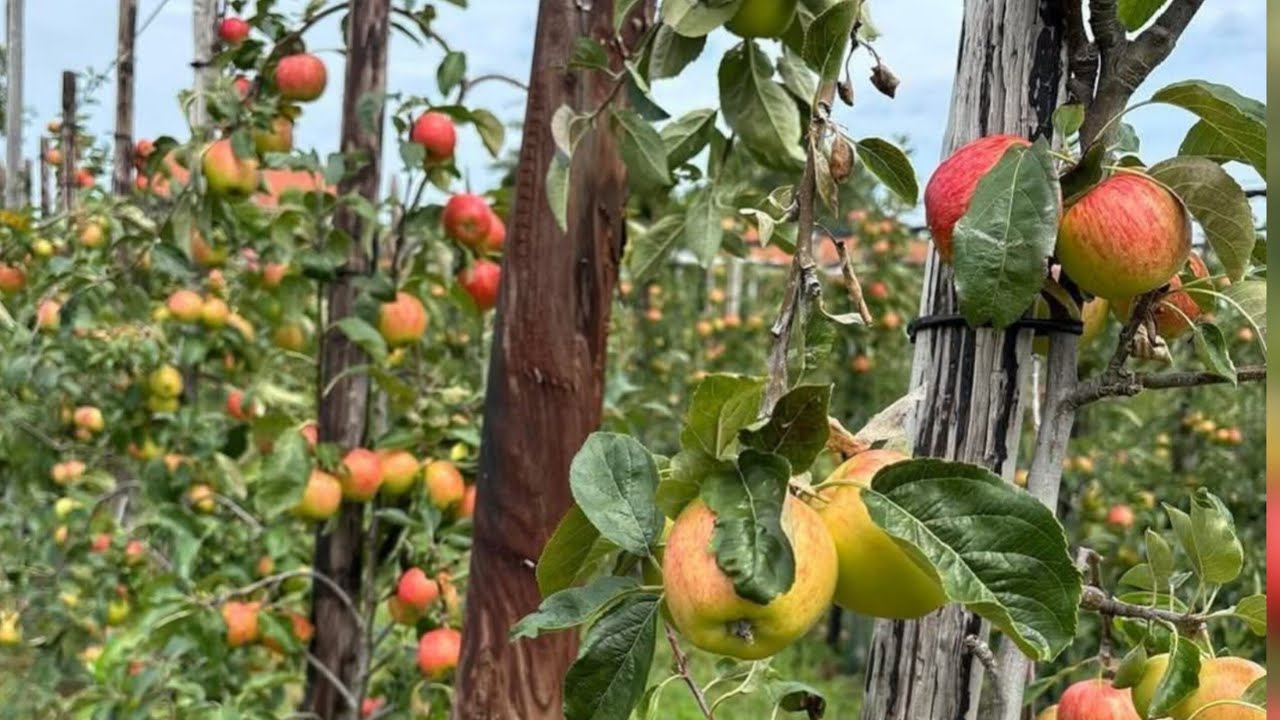 Apple 🍎 আপেল 🍎🍎