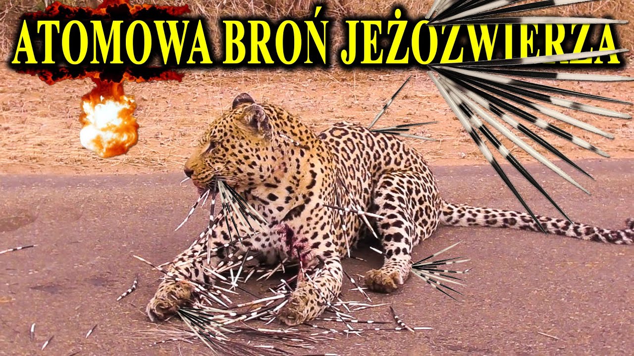 JEŻOZWIERZ - Nietykalny Gryzoń z Atomową Bronią