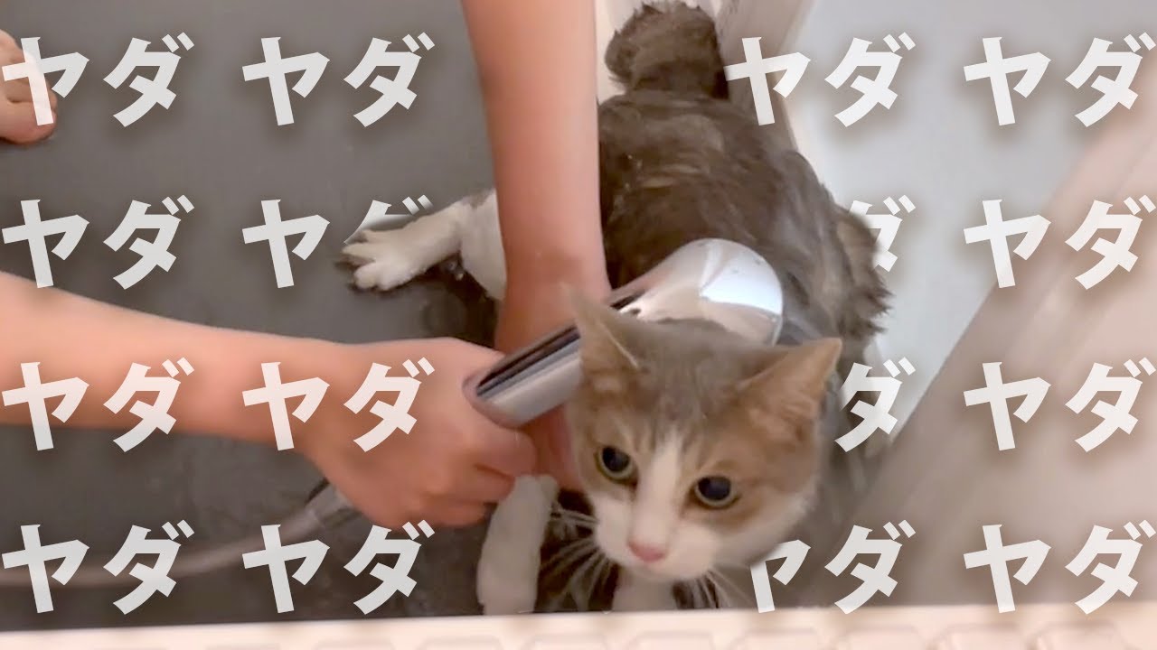 年に一回のお風呂で発狂するニャンズと闘う飼い主【前編】