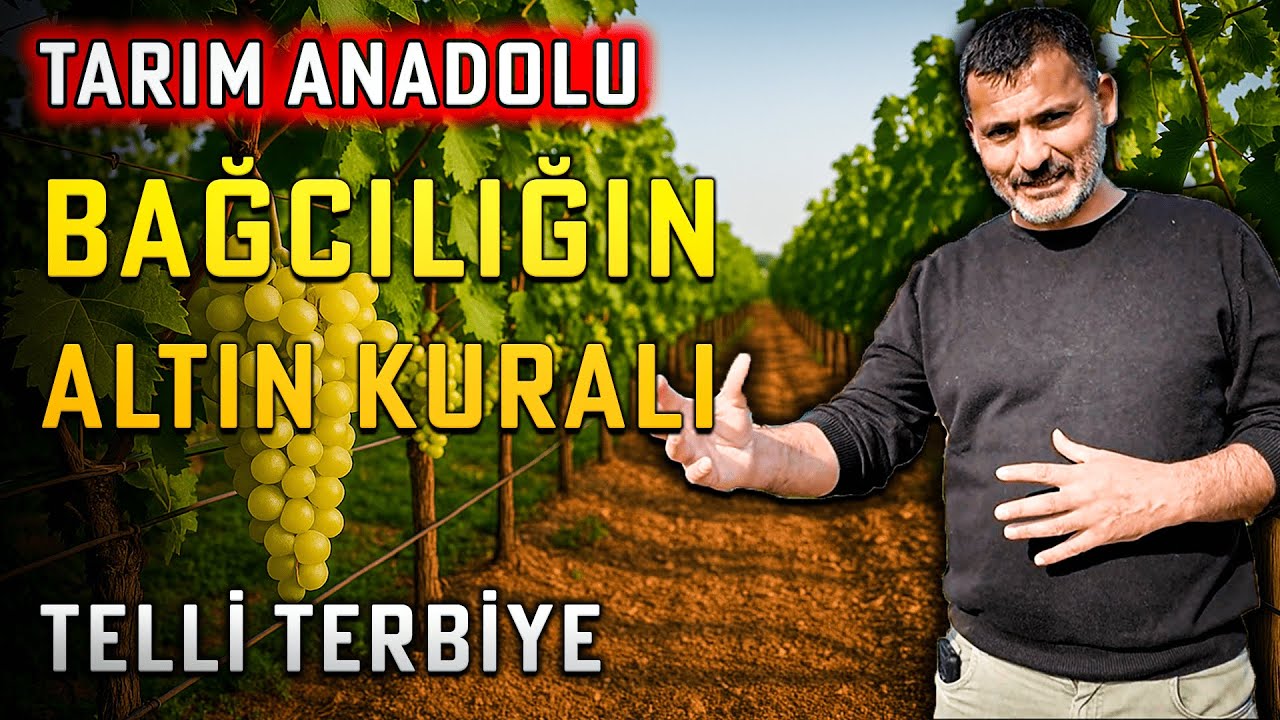 Bağcılığın Altın Kuralı Telli Terbiye