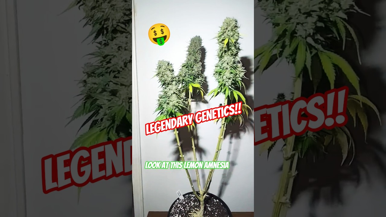 Amsterdam Amnesia😱 Legendary Lemon Amnesia Strain!! Lollipopped To The Max! #cbd #rock