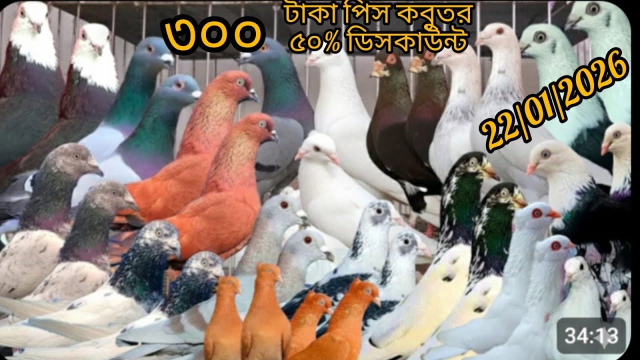 ৫০%ডিসকাউন্ট এ কবুতর বিক্রি করা হচ্ছে 