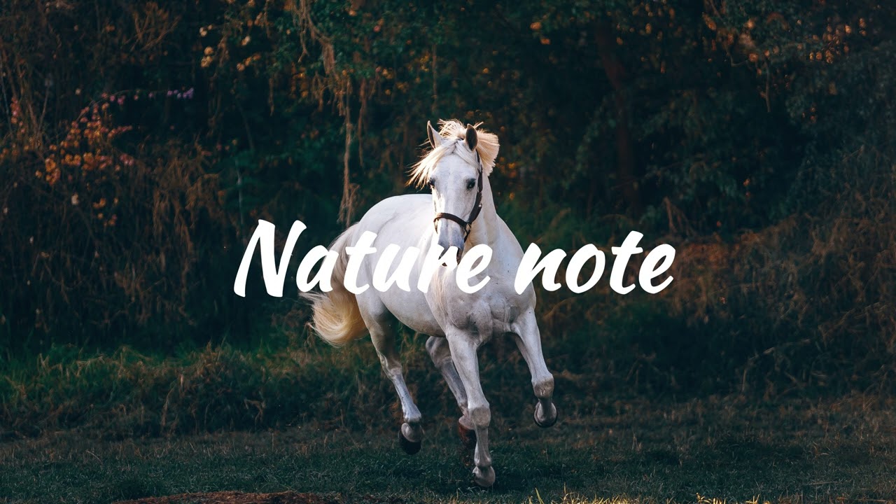 Horse neigh sounds for 1 hour | WEAR HEADPHONES FOR BETTER EXPERIENCE!