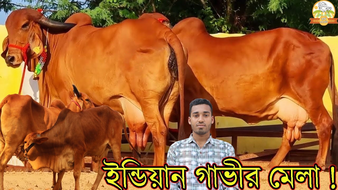আজকের করা সবচেয়ে কম দামে ইন্ডিয়ান গাভীর মেলা ! মাত্র ১৬০ হাজারে বাচ্চাসহ ১৫ লিটার দুধের গাভী