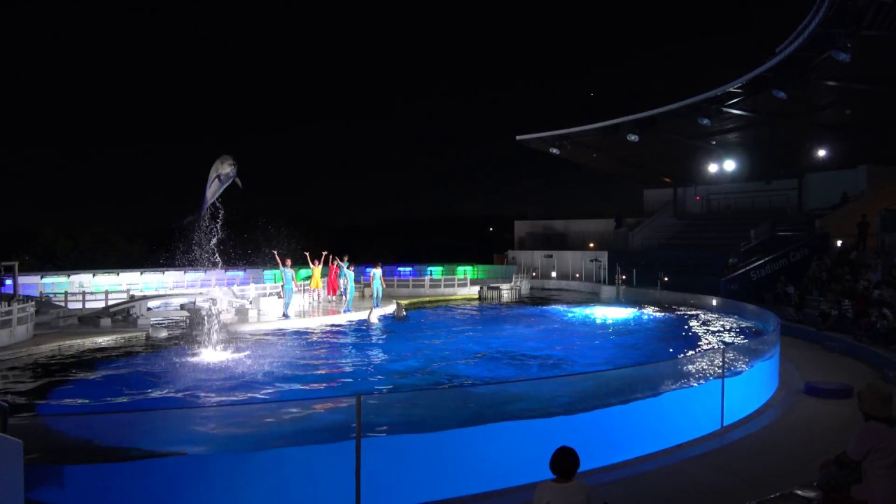 ★京都水族館～第1章「友情」～夜のイルカショー 4K動画　ララフィンサーカス