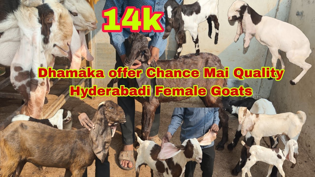 OFFER OFFER Gulabi Hyderabadi Goats Male & Female Goats| Topmost Breedline Hyderabadi FemaleGoats 