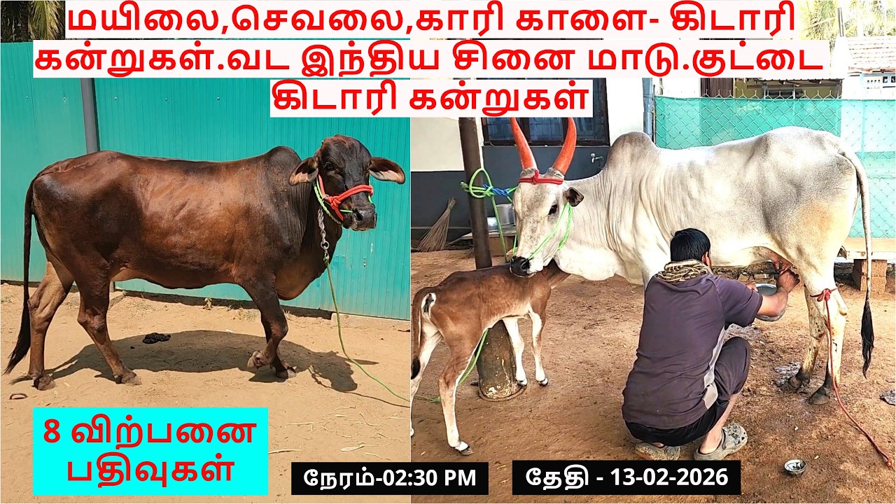 8-விற்பனை பதிவுகள்.மயிலை,செவலை,காரி காளை- கிடாரி கன்றுகள்.வட இந்திய சினை மாடு.குட்டை கிடாரி கன்றுகள்
