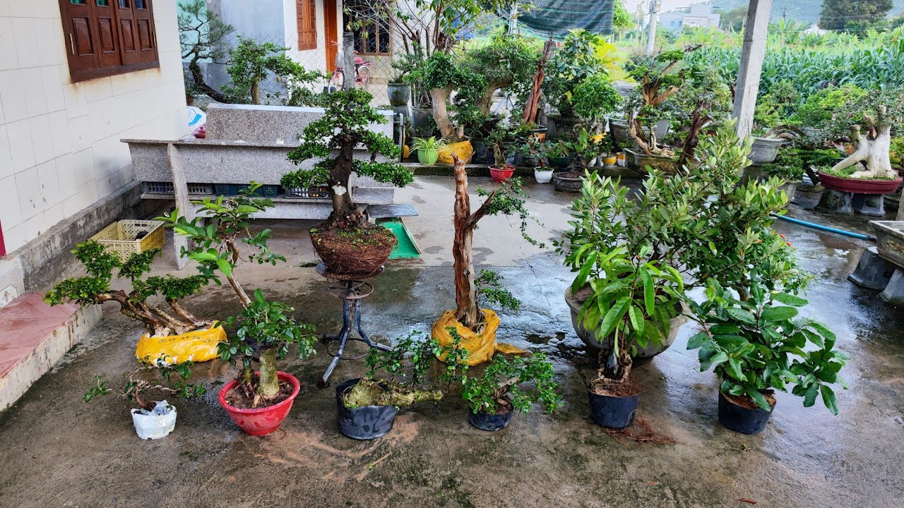 Chiều 18/3 (Zalo 0983733063) Hải Châu Sông Cầu, Sim đang hoa ,Trắc Đỏ Đen ,Dú Dẻ.v.v.giá rẻ bao ship