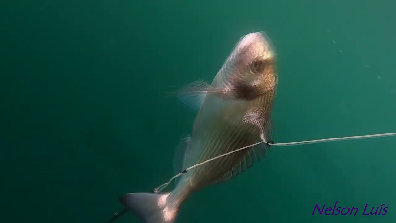 Pesca submarina, dourada e robalo com mar agitado