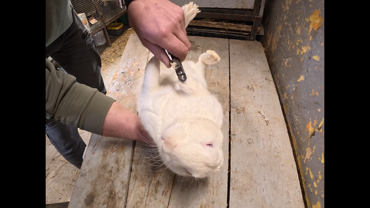 Jak obciąć pazury królika #króliki #pazury #zwierzaki #rabbit
