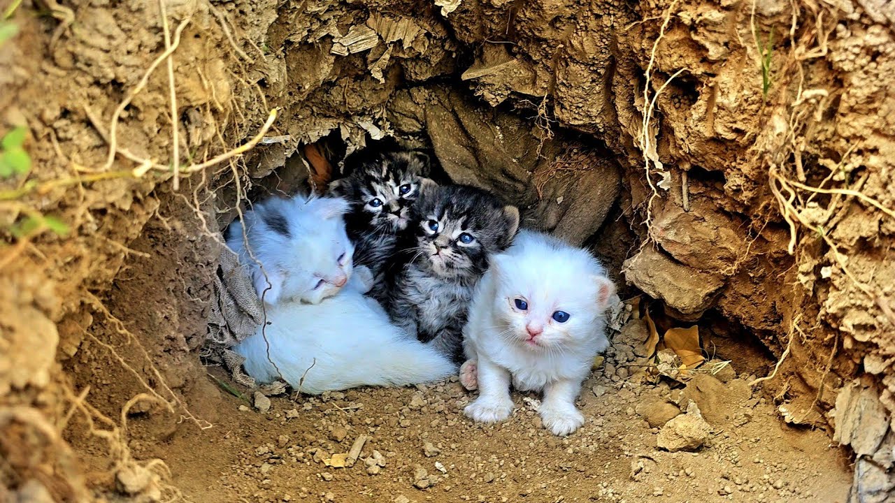 They stayed hidden, until gentle hands brought them home.