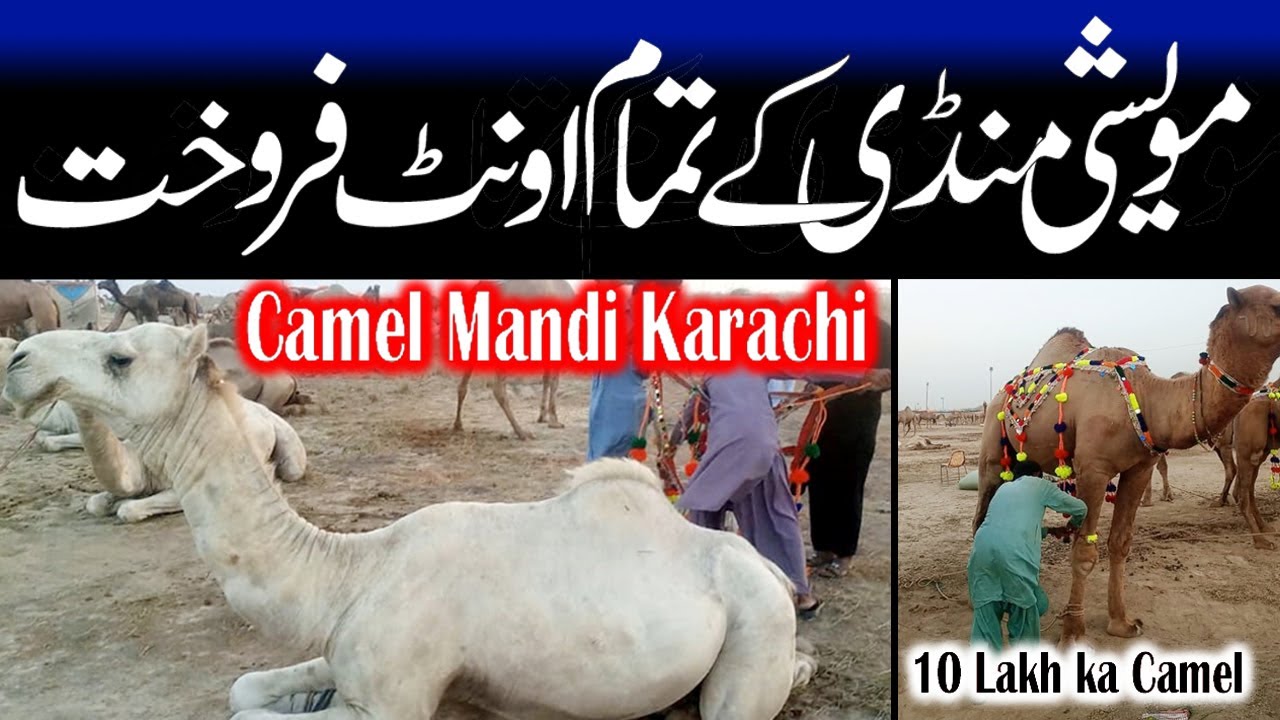 camel market 2023 | Northern Bypass camel Mandi | cow mandi karachi