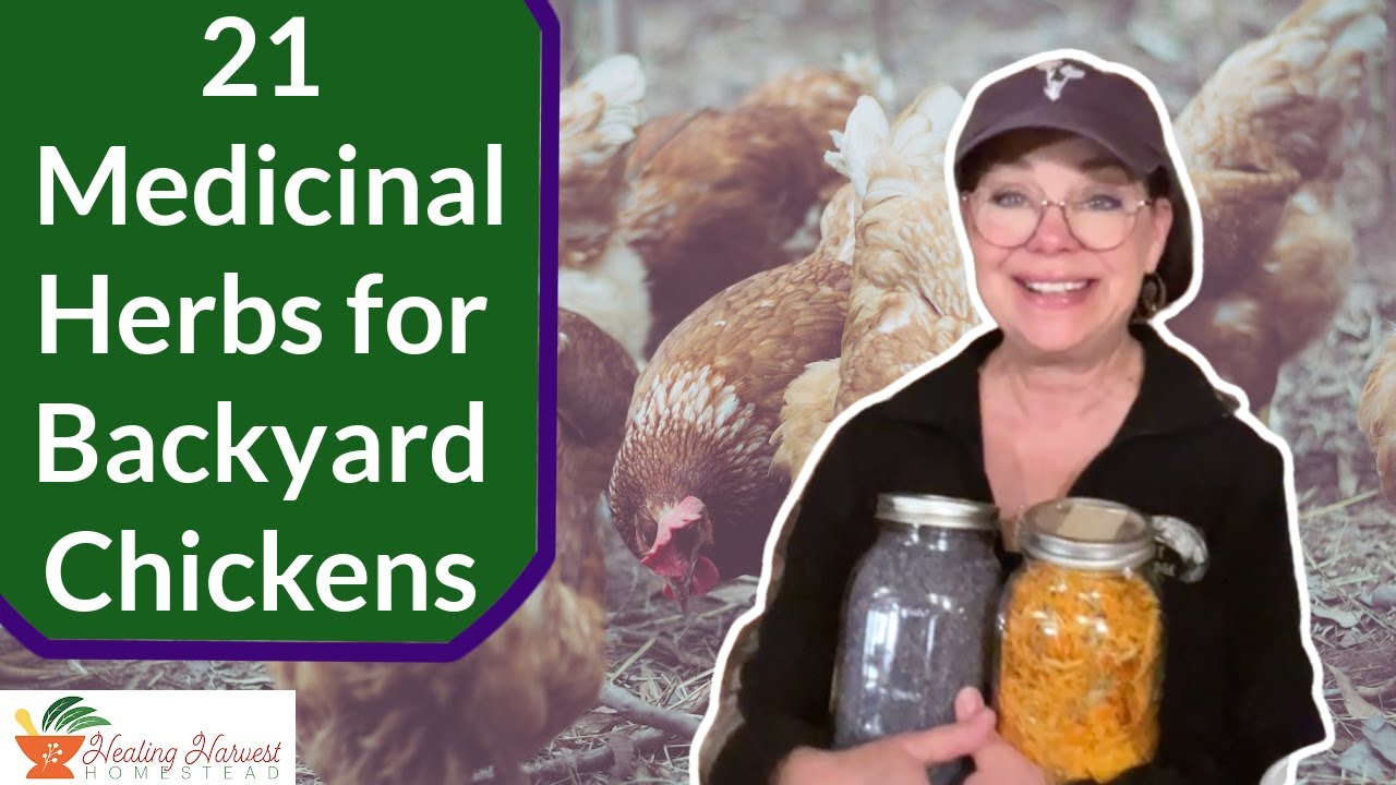 21 Medicinal Herbs for Backyard Chickens (And Their People Too)