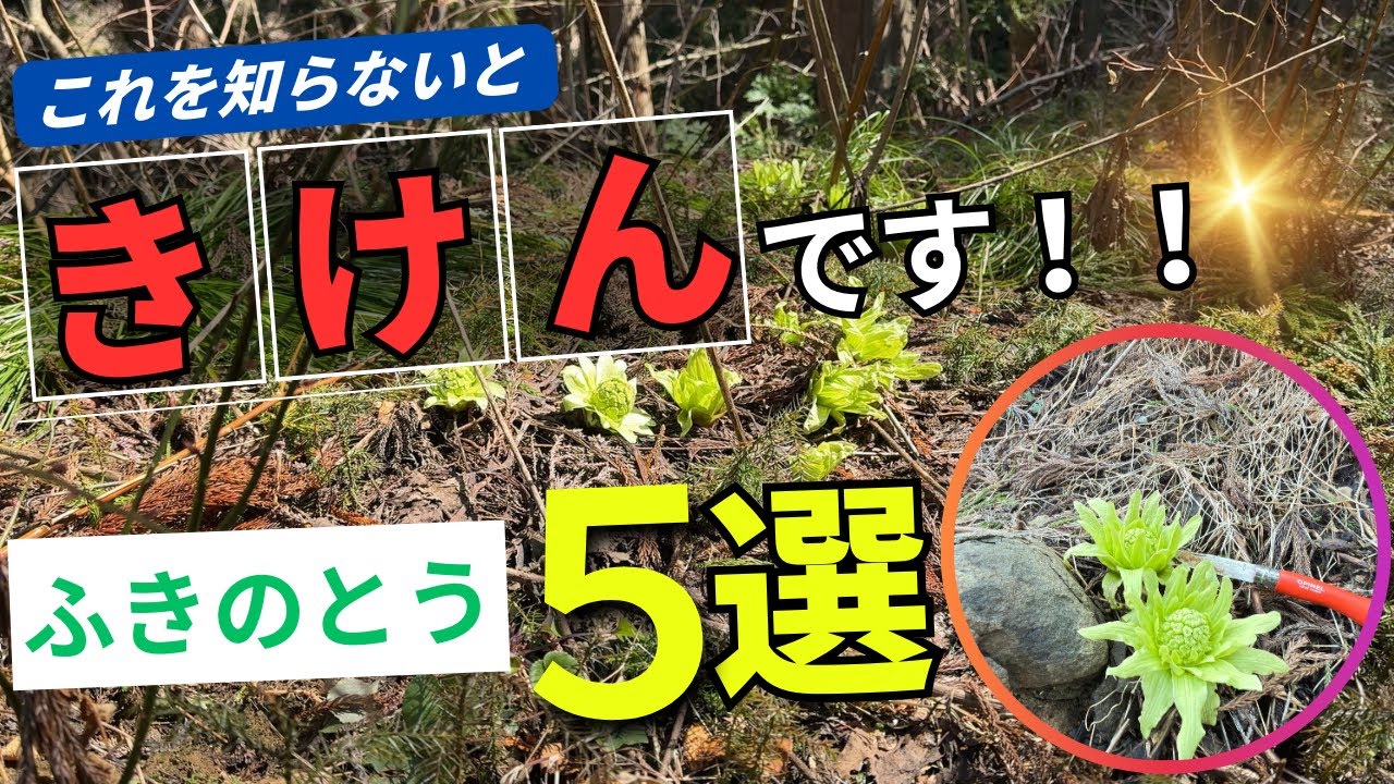 これを知らないで『ふきのとう』を食べると本当に危険です！