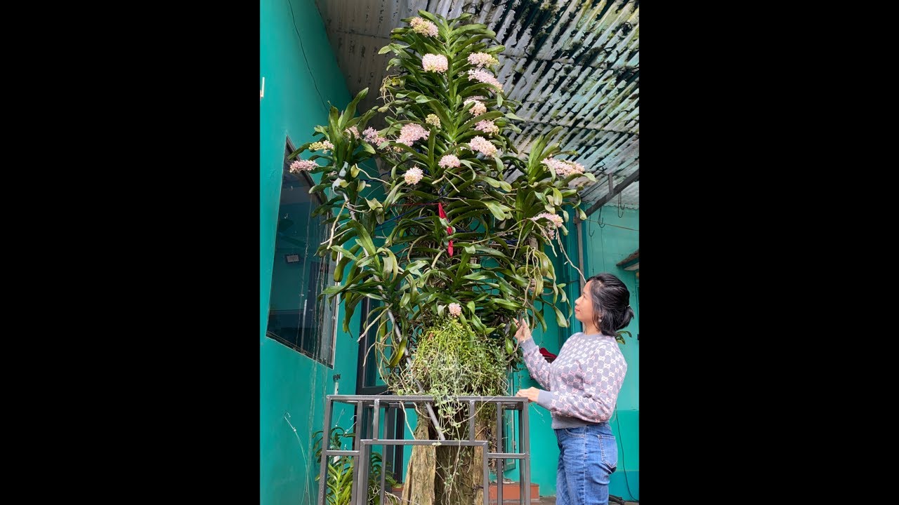 NHẠN THÁNG 8 HƯỜNG HÀ NAM 0399930009 || PHONG LAN RỪNG