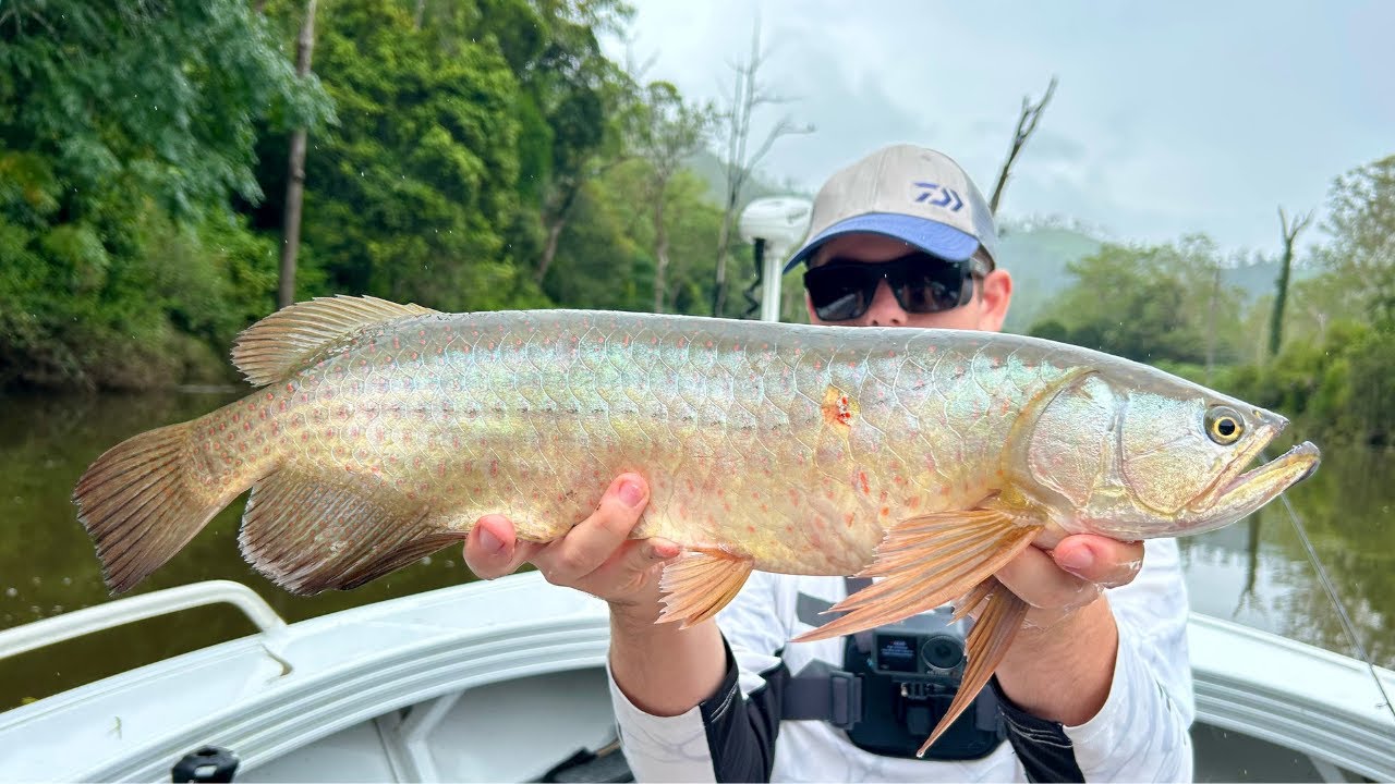 Catching Prehistoric Fish - Borumba Dam