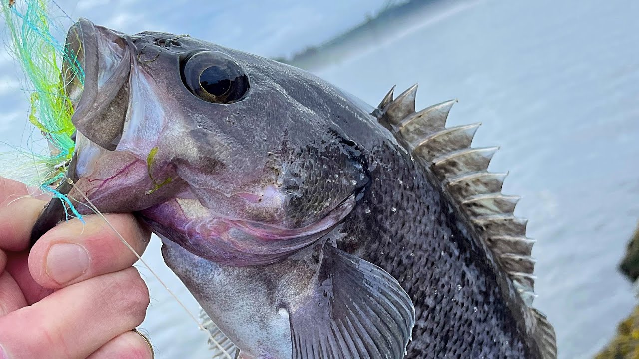 Black Rockfish | Yaquina Bay South Jetty | 6-30-24