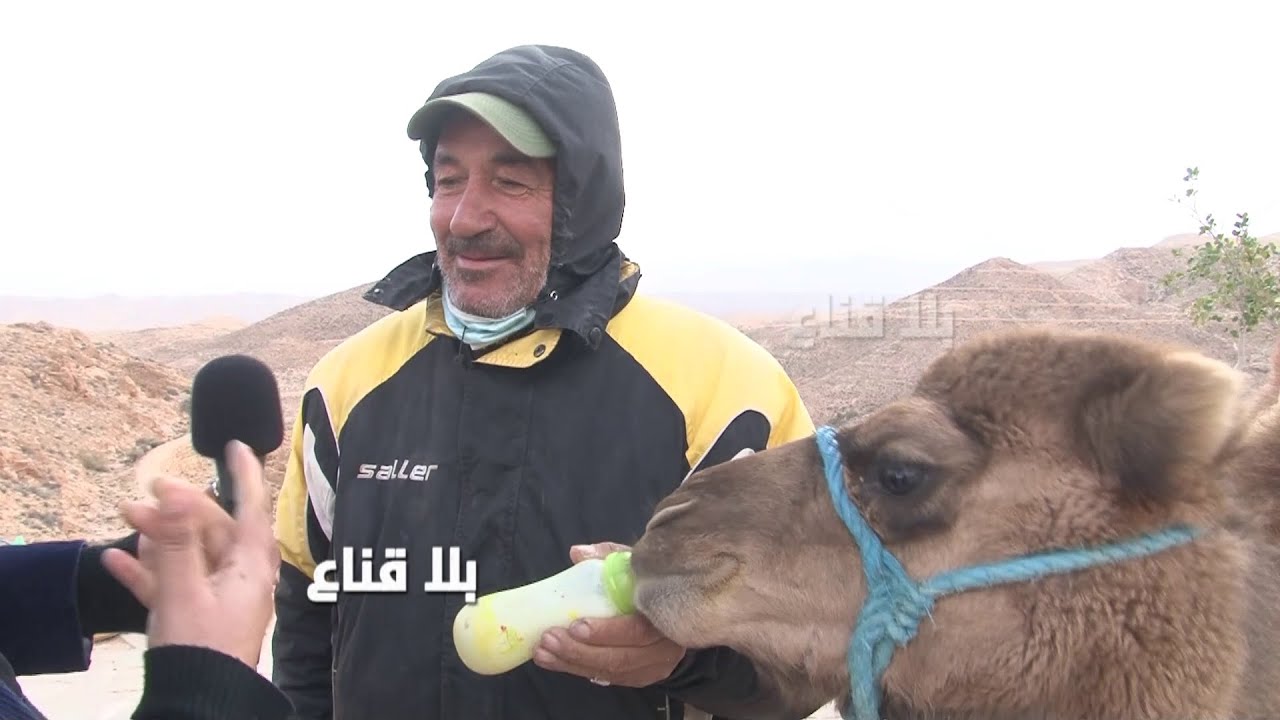 التصويرة مع الجمل بدينار والركبة بخمسة..السياح عاملين جو وطرائف مضحكة مع جمل مطماطة..مشاهد ولاأروع!!