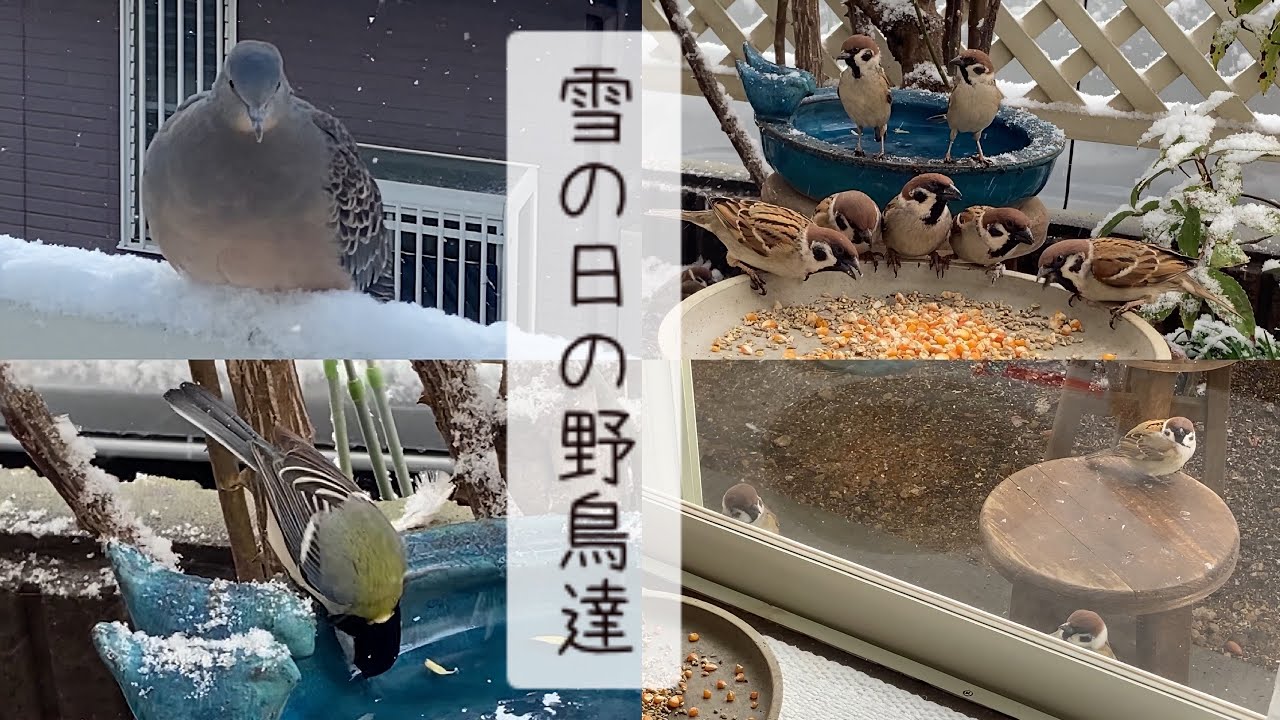 雪の日の野鳥達＆衆院選2026の当日（2026年2月8日）