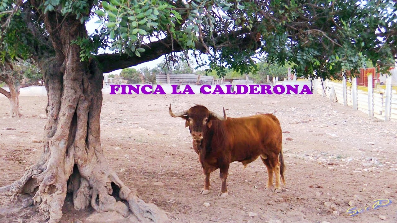 ✅2021 ARGINES 04 ◾ FINCA de Toros la Calderona