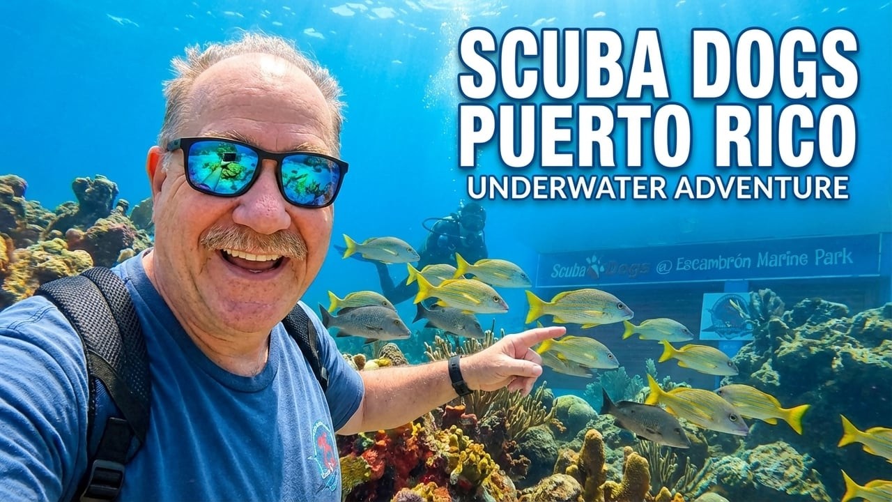 Scuba diving just before Christmas 2026 in Escambron Marine Park with Scuba Dogs Puerto Rico