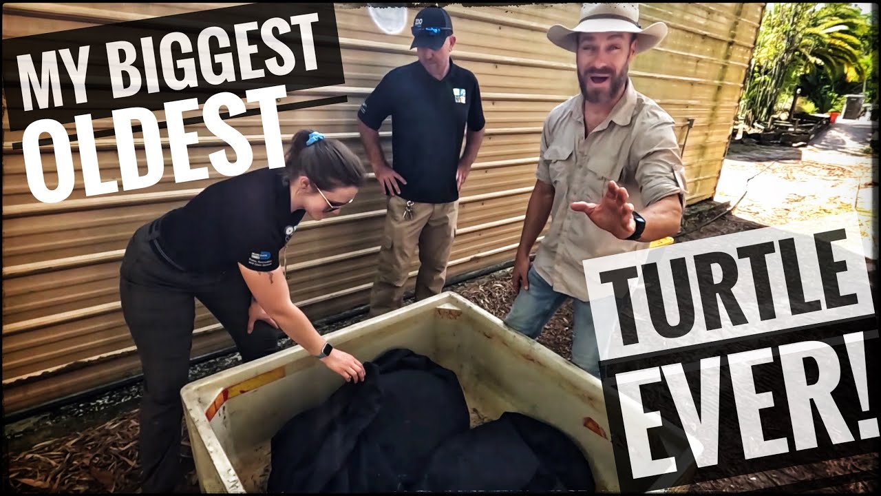 Unboxing Incredible Turtles from Zoo Miami!