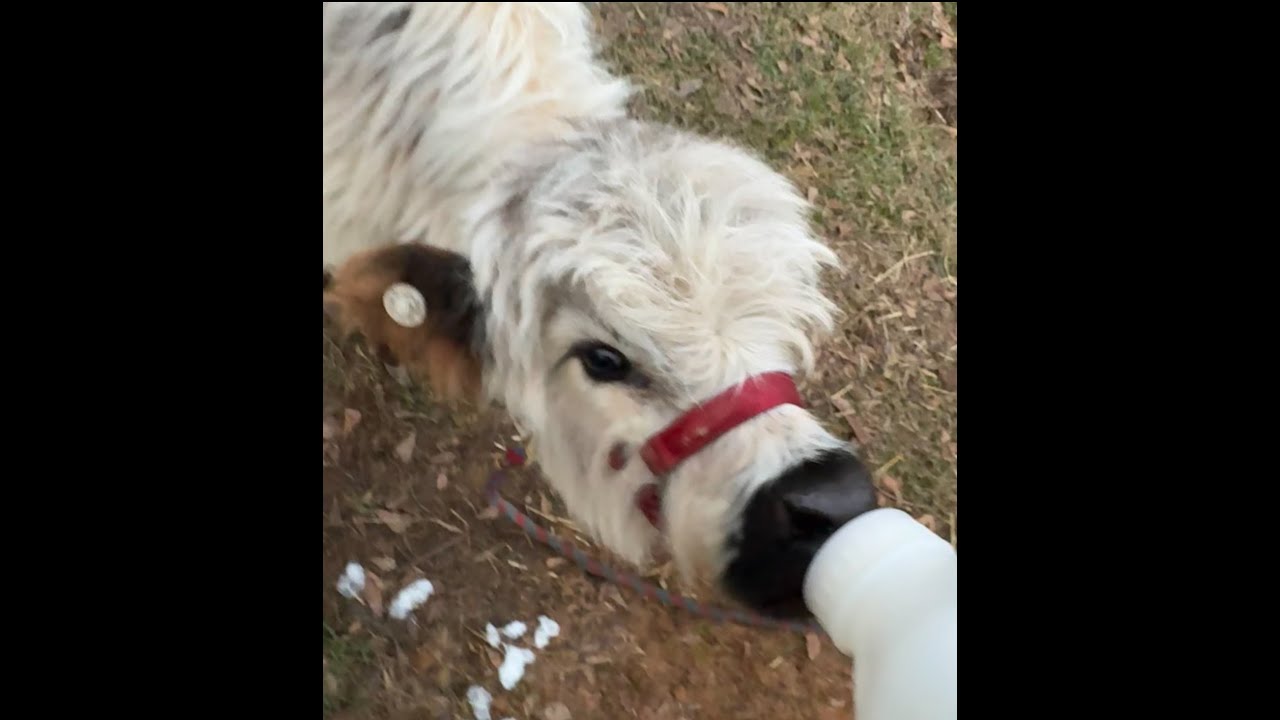 Highland cow Feed set up