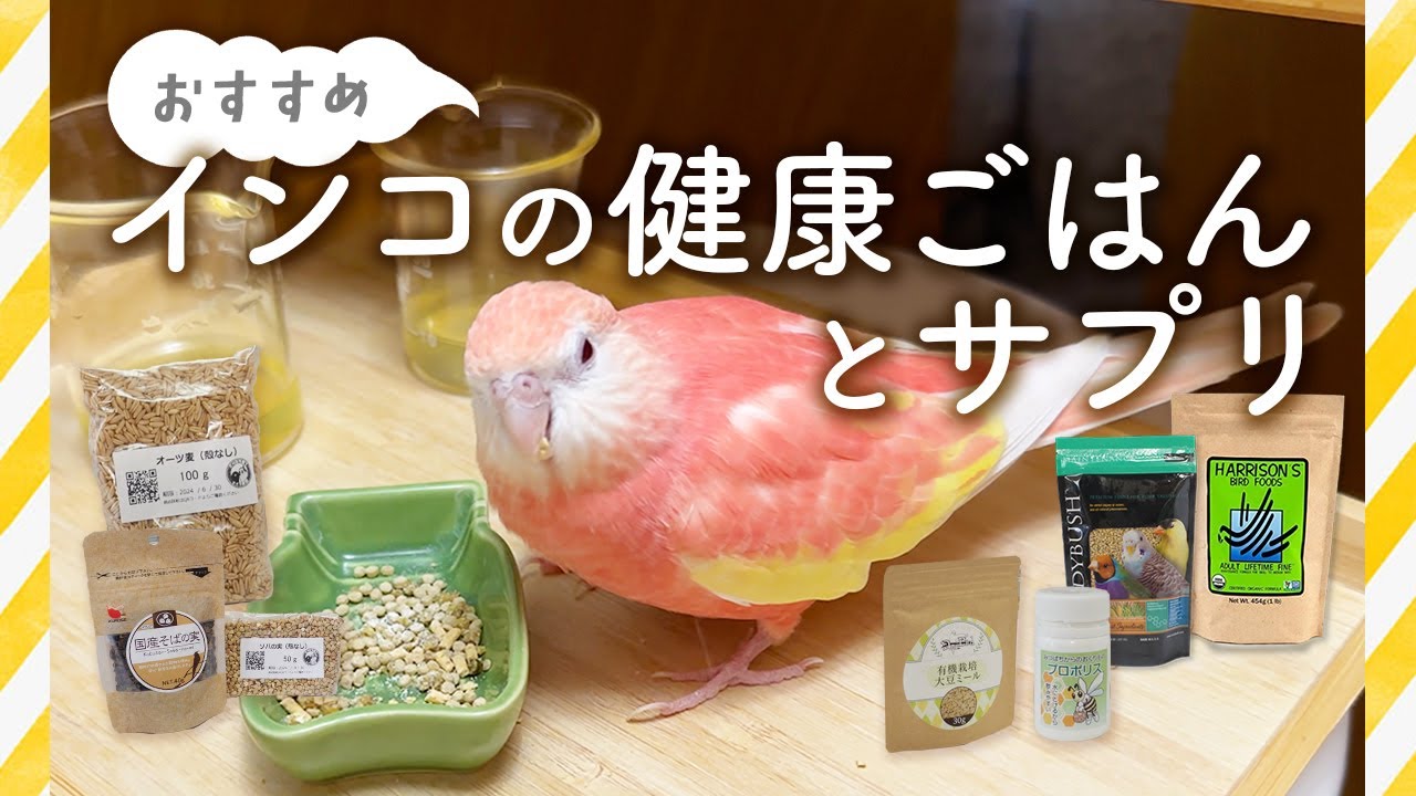 【インコのごはん】長年食べているおすすめごはんとサプリ