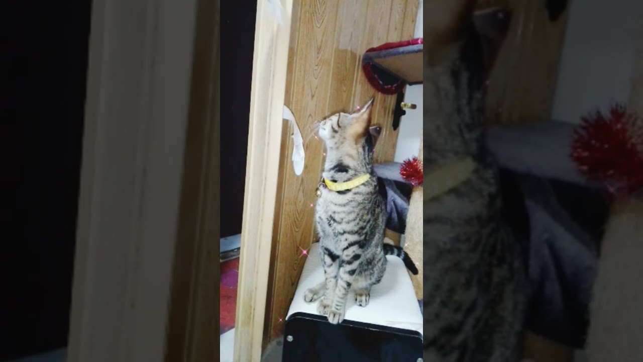 hello hello funny cat video #catlover #uaenews #usavlogger #ukvloggers #catvideos #cutecat #pilipina
