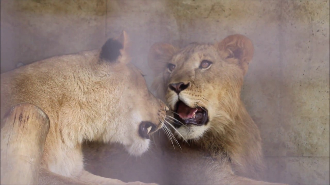 オリトとママ  -3 大切な時間  in  桐生が岡動物園