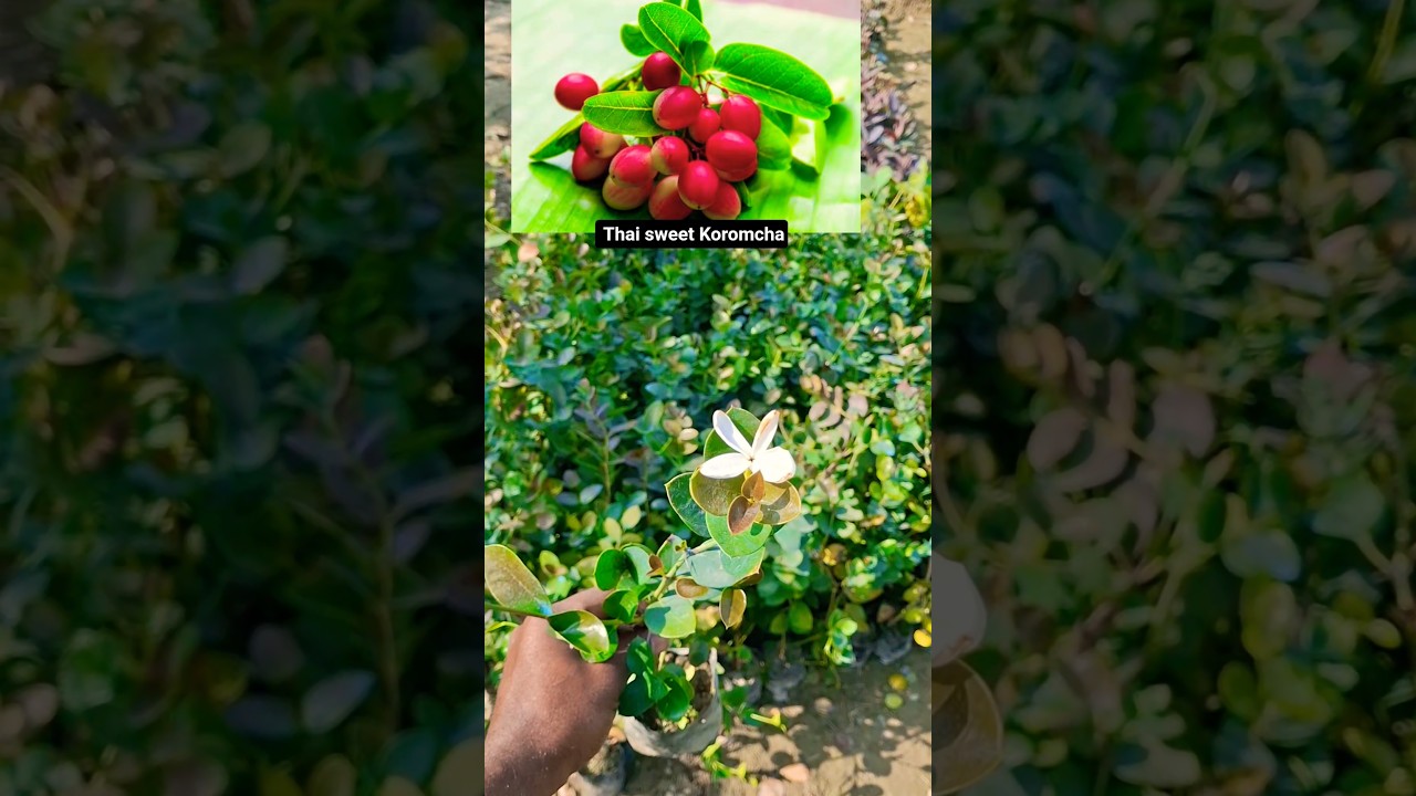 Koromcha ll Thai sweet koromcha.plant available all over India plant delivery c..7478084530