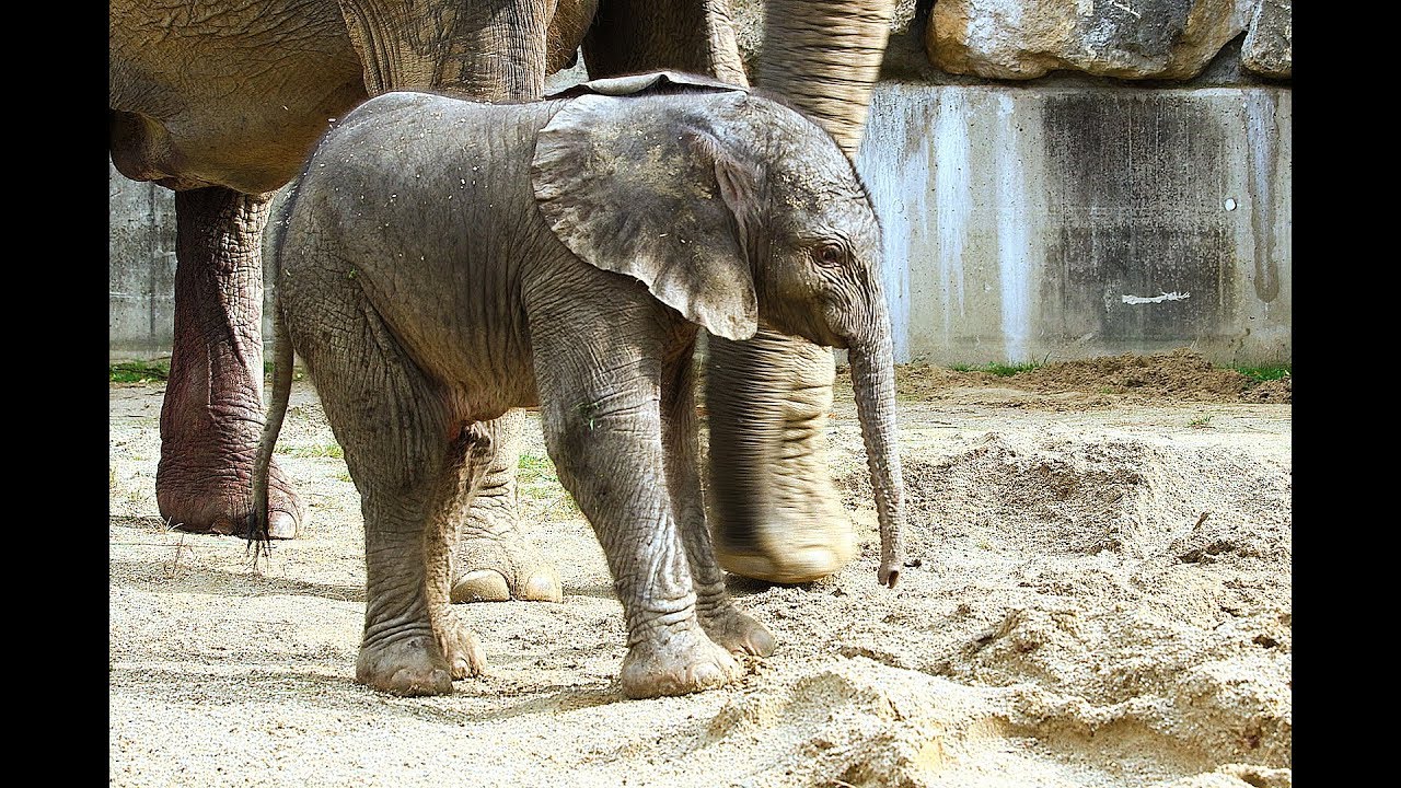 Es ist ein Elefanten-Mädchen! I Tiergarten Schönbrunn