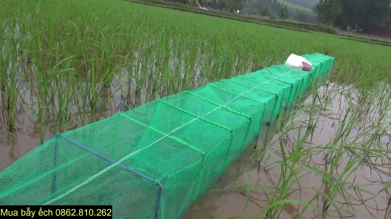 Những dọ ếch đầu mùa mưa 2026
