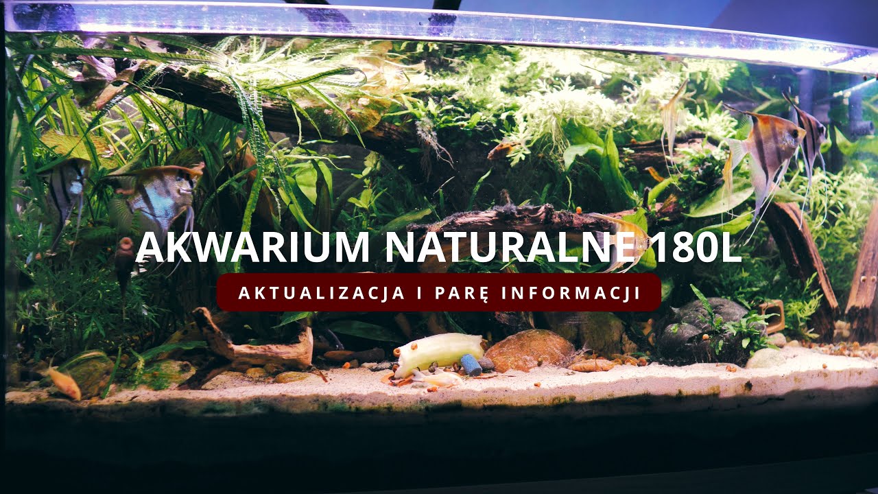 Akwarium naturalne 180L - Skalary - mamy parę! AKTUALIZACJA