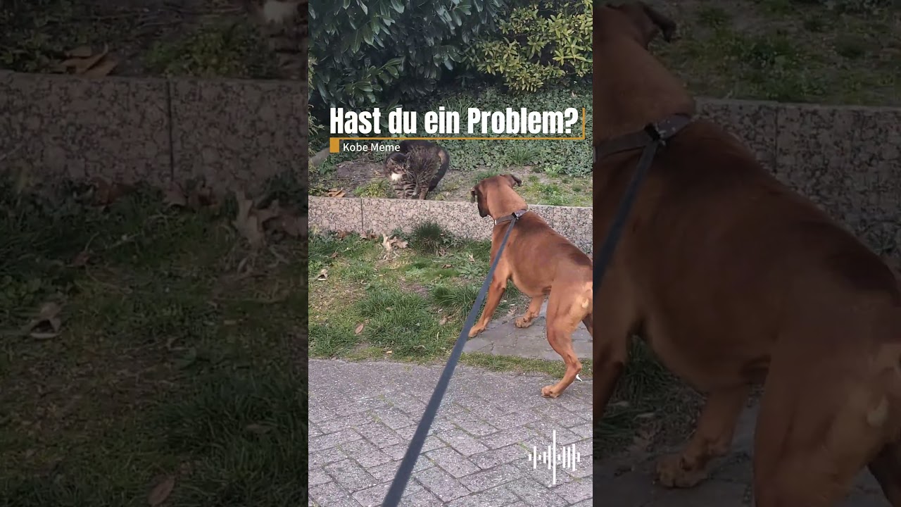 Scheiß Katzenvieh 