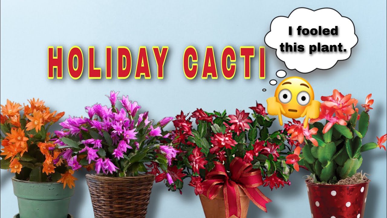 How to get the Holiday Cactus bloom?