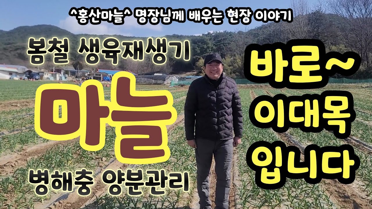 마늘 봄철 생육재생기 병해충 양분관리 지금이 농사의 성패를 좌우합니다ㆍ 전국 최대규모 홍산마늘 명장님께 배우는 현장이야기