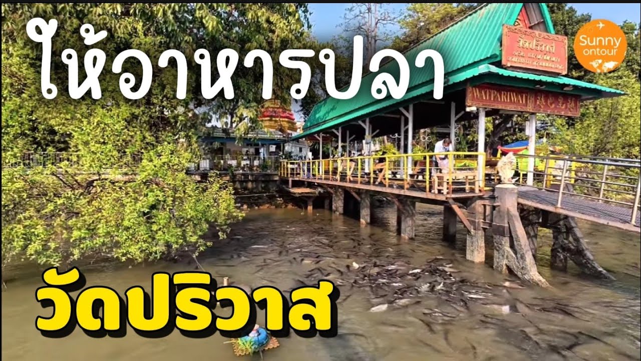 พาไปให้อาหารปลา ที่วัดปริวาสราชสงคราม ยานนาวา กรุงเทพมหานคร​ | Sunny​ ontour​
