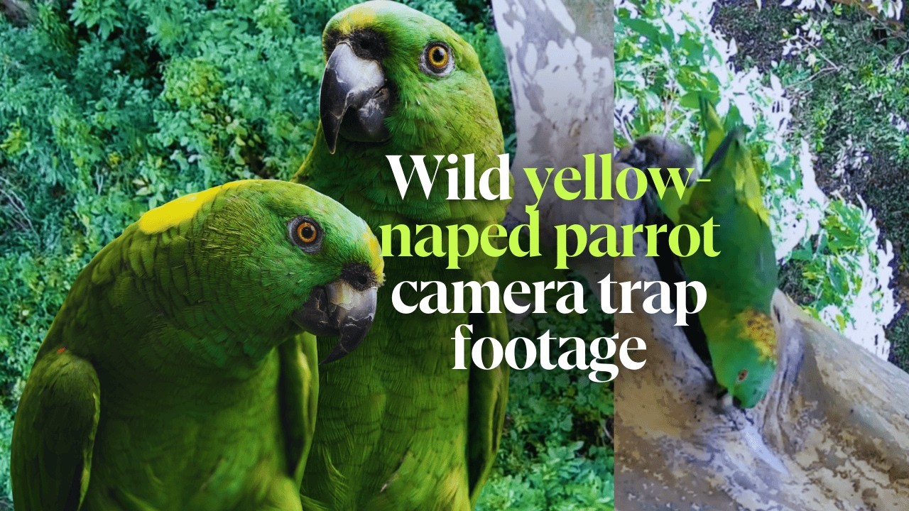 Rare camera trap footage of yellow-naped parrots in the wild