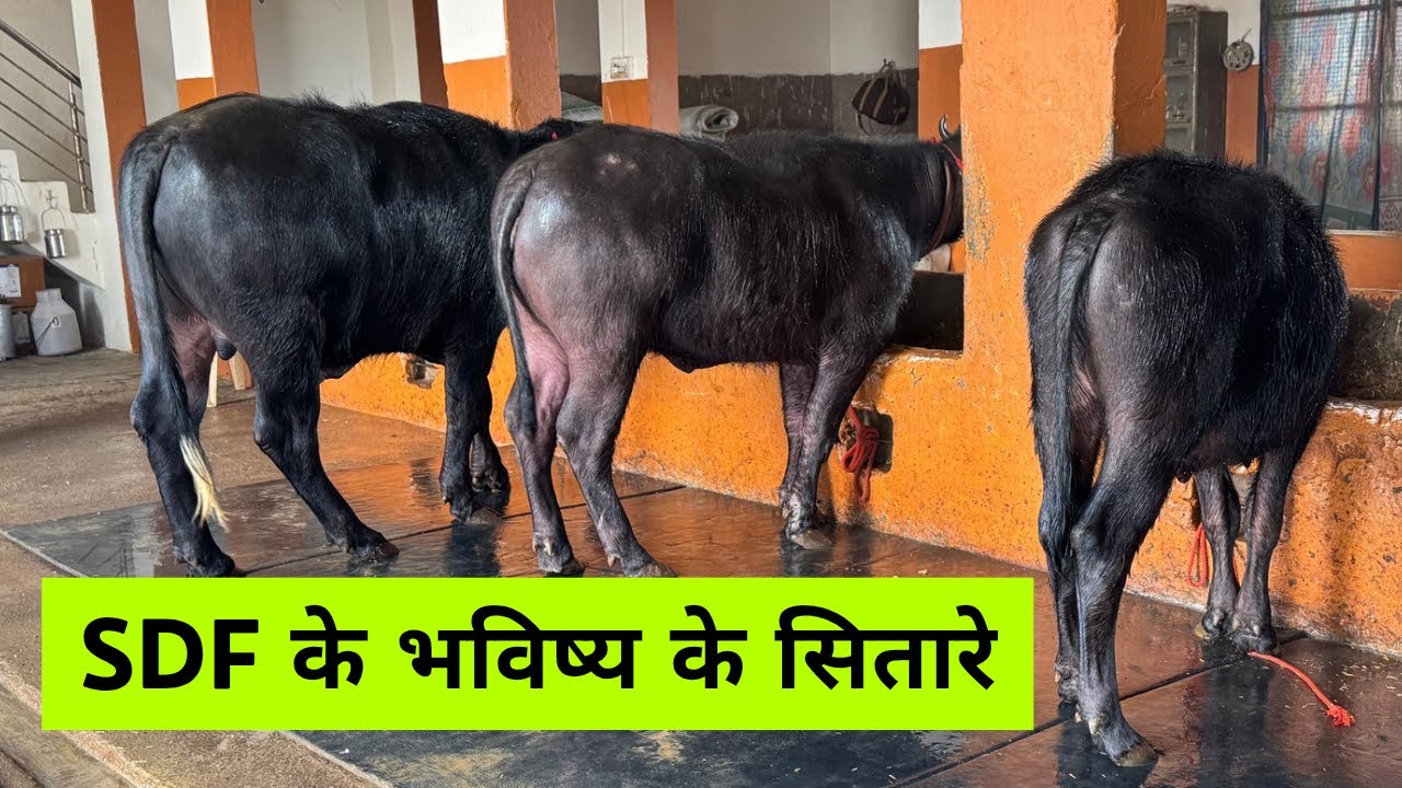 Beautiful Murrah Heifers at Sansaniwal Dairy Farm