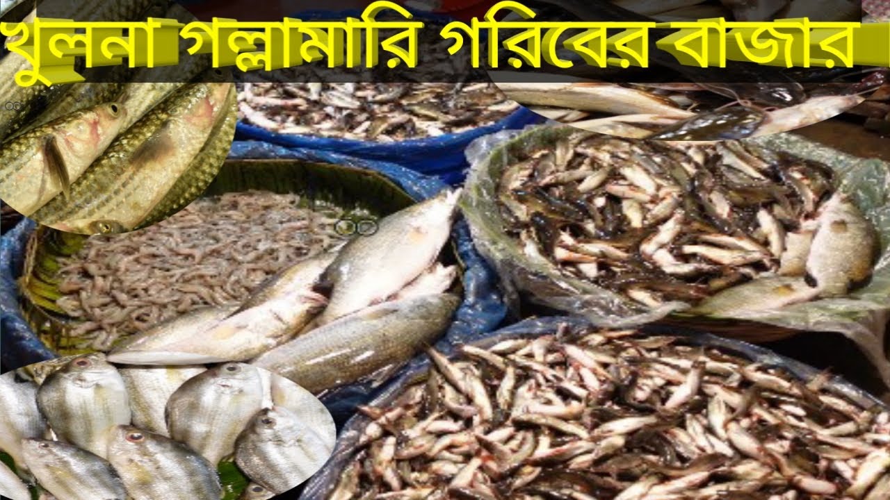 গরিবের বাজার খুচরা মাছ বাজার  গল্লামারি খুলনা।@SnigdhasCollection
